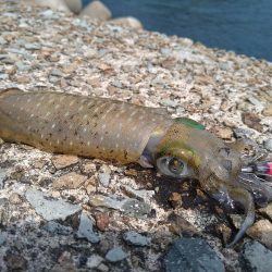 竹野~諸寄をランガン